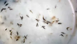 mosquitoes
