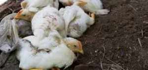 bird flu chickens