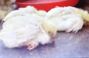 bird flu pair