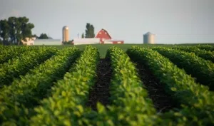 iowa soybeans