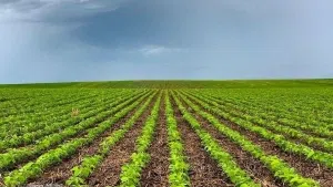 nutrient reduction strategy