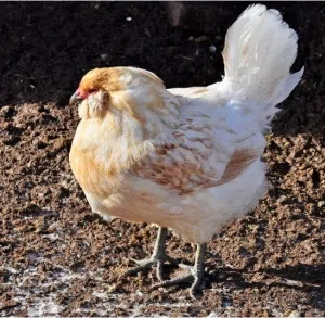 sick-chicken-in-farmyard.jpg.pagespeed.ce.3vOcqGlxge