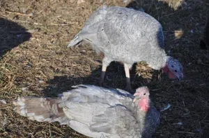 sick turkeys