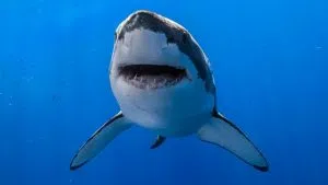 shark