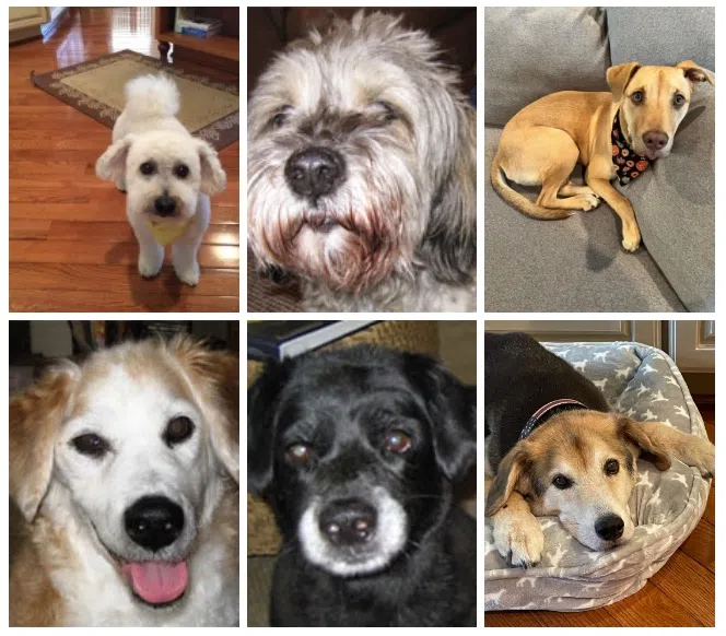Mark's Pet Pages