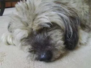 Griffen