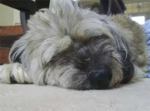 Griffen