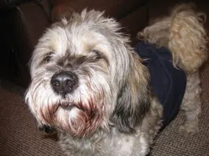 Griffen