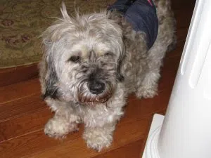 Griffen