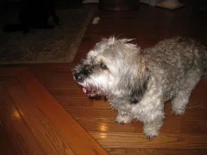 Griffen