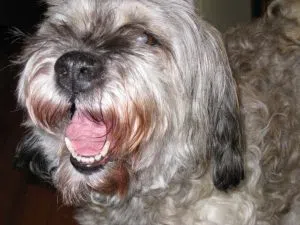 Griffen