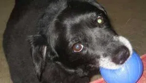 Pepsi begging Mark to take a little fetch break.