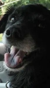 Pepsi excited for a trip in the car.
