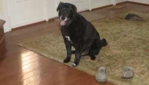 Pepsi waiting for Mark to come home