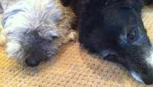 Pepsi and Griffen
