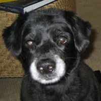 Pictures of Pepsi