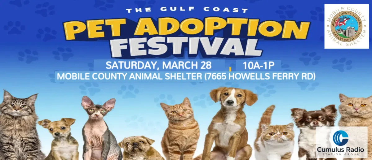 Feature: https://www.975wabd.com/pet-adoption-festival/