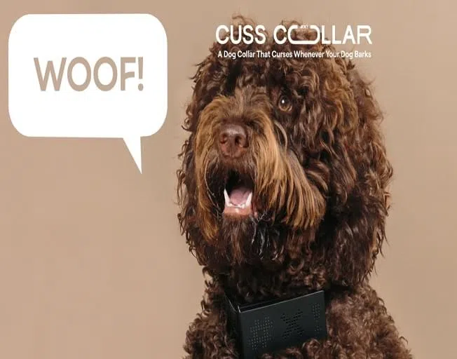 Cuss Collar