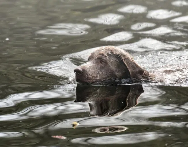 Dog Swimming