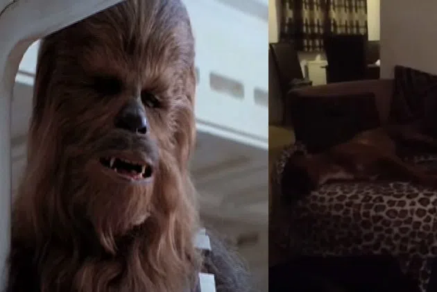 Wookie Sound from dog youtube 2016