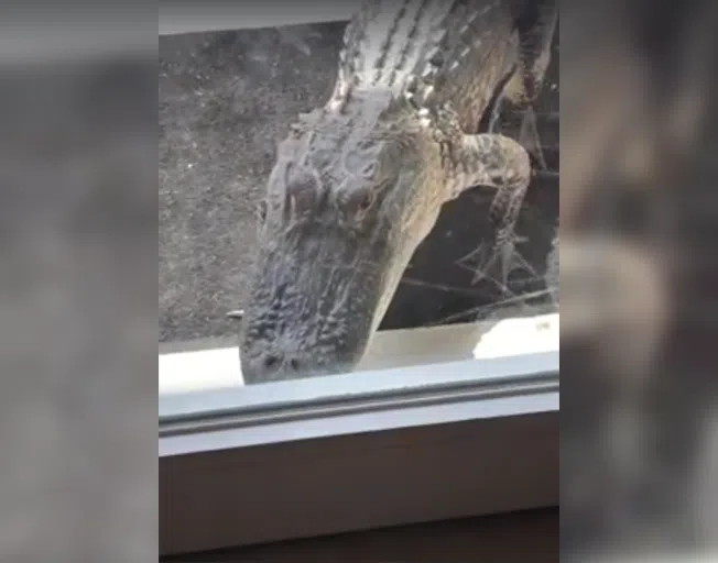 An alligator at the glass door of a house.