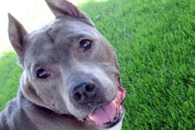 Carlita From Wish Bone Canine Rescue