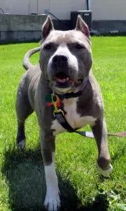Carlita From Wish Bone Canine Rescue