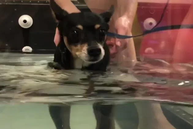 Carrie Underwood's Dog Ace