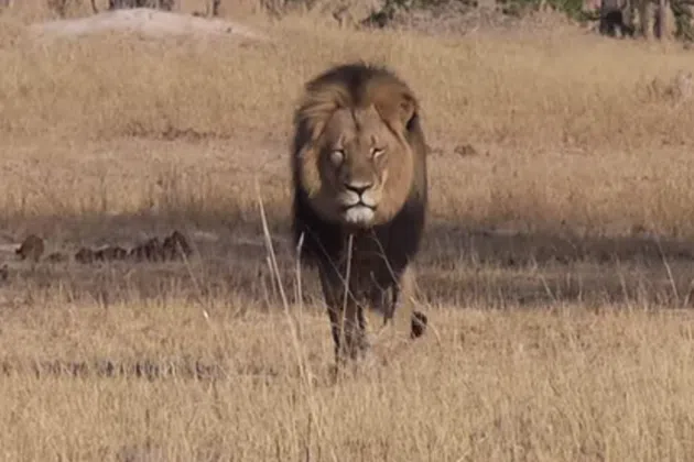 Cecil the Lion From: youtube
