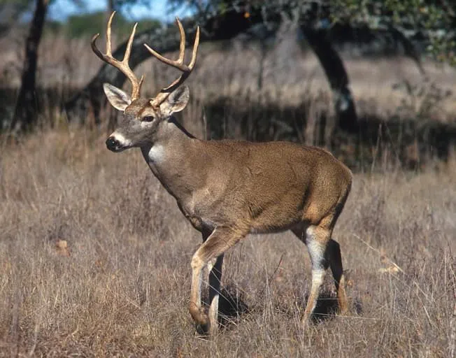 A male whitetail deer, also known as a "buck".