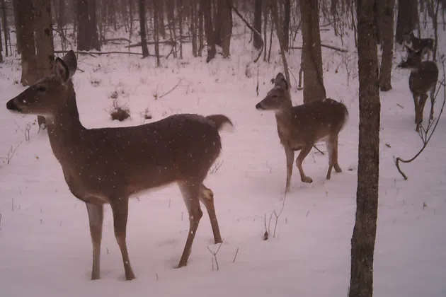 Deer walking in the snow