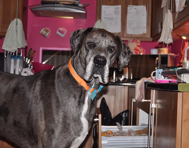 Great Dane dog known as "Enormous Freddy"