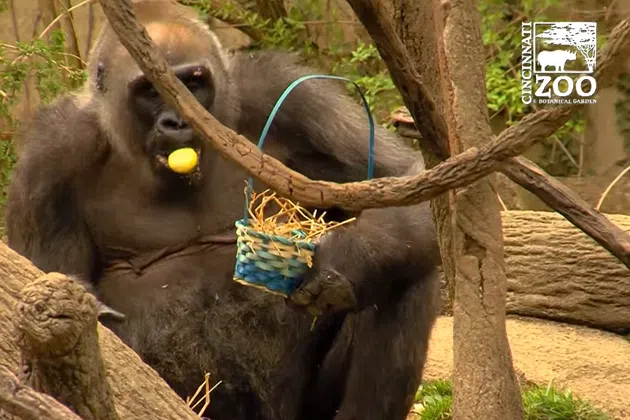 Gorilla on an Easter egg hunt From: youtube