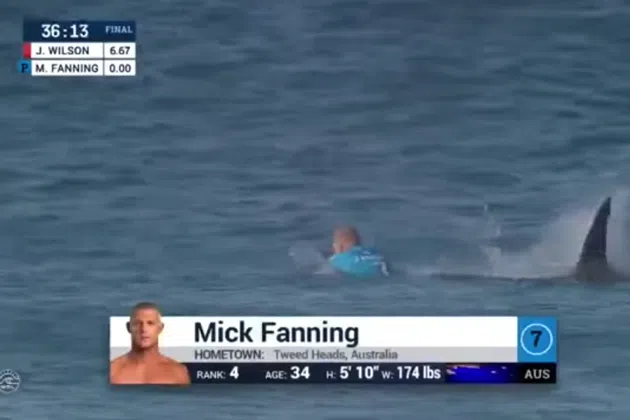 Mick Fanning shark From: youtube