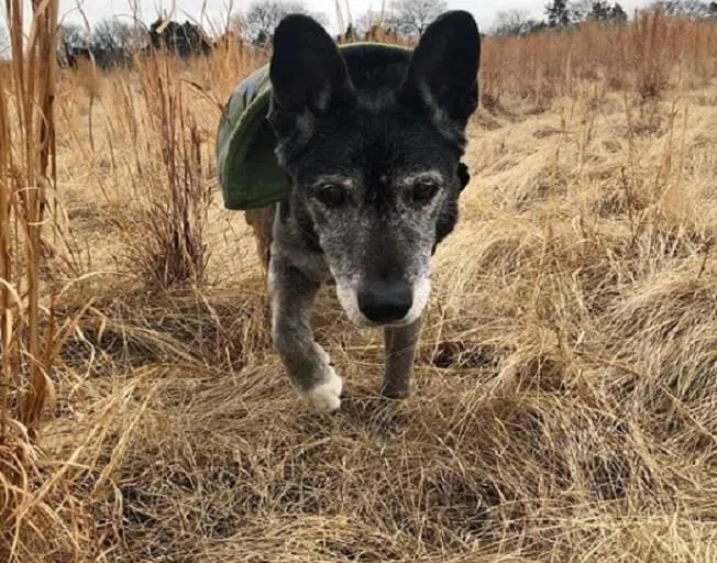 Poochie Luke Bryan's Rescue Dog