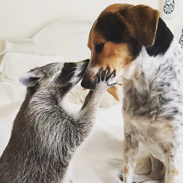 Racoon & Dog