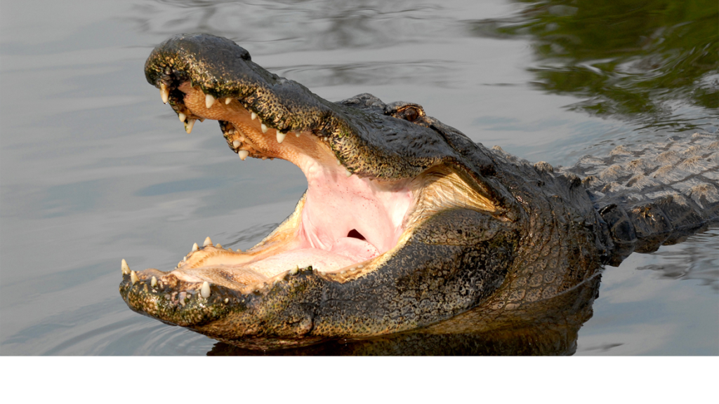 gatorland