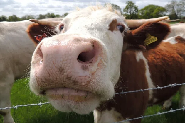 flickr user Orangeaurochs Cow, Tetworth, Cambridgeshire