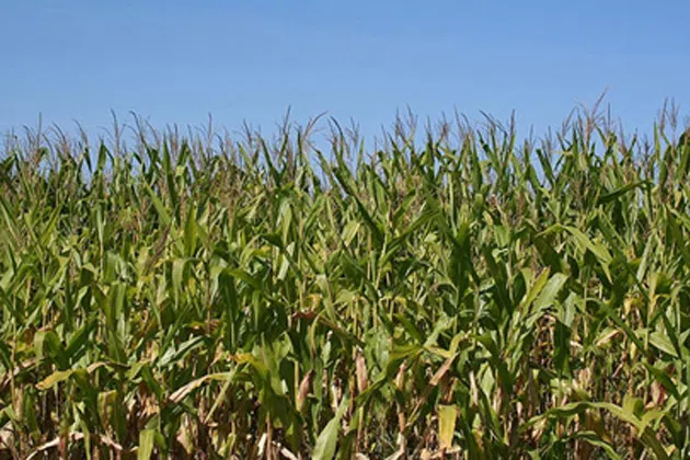 Illinois corn crop