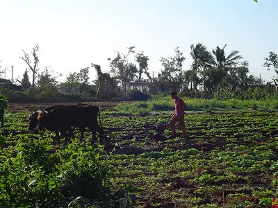 Cuban Farming