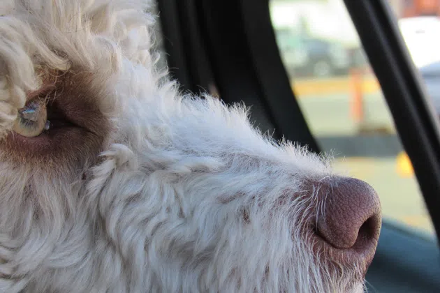 Dog in car