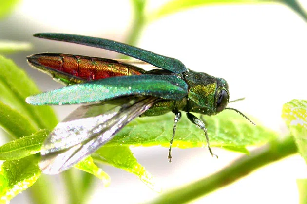 Emerald ash borer