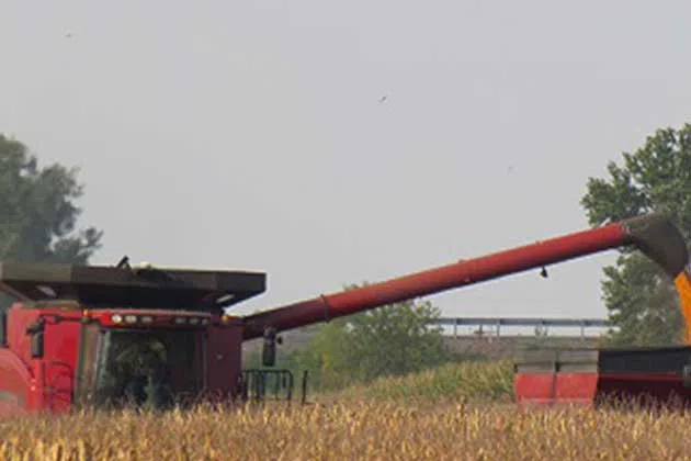 Corn harvest