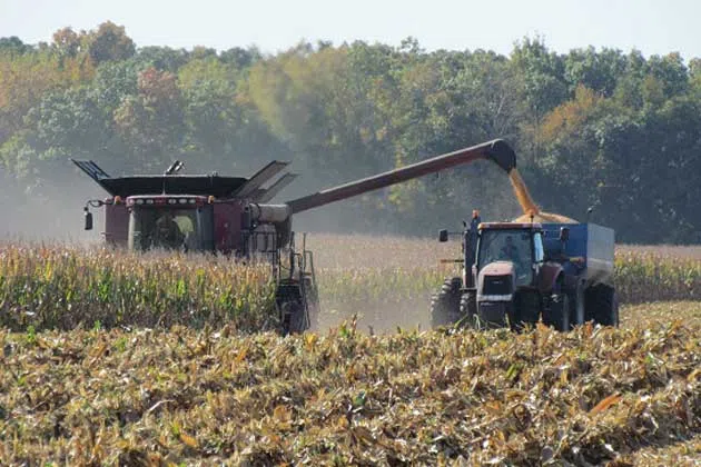 Corn harvest