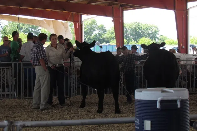 Cattle