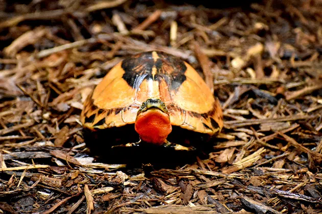 Indo-Chinese box turtle