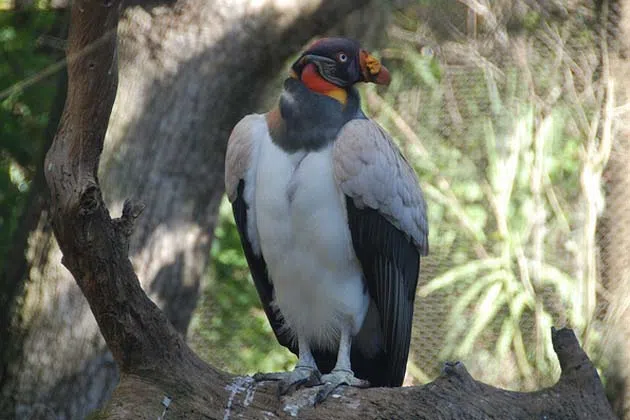 Vultures like this will call Miller Park Zoo home this summer. (Photo Courtesy of Flickr/fredrte)