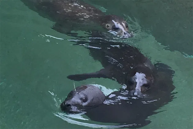 Seals Oscar, Kilian, and Kash.