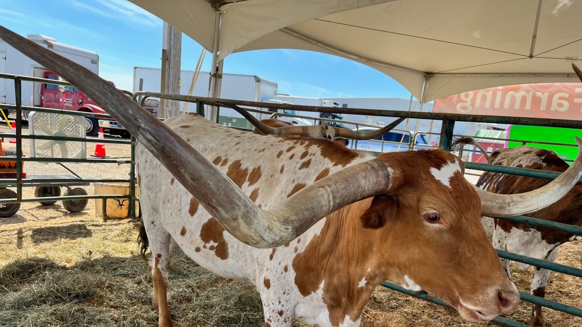 0724cow-1200x675.jpg