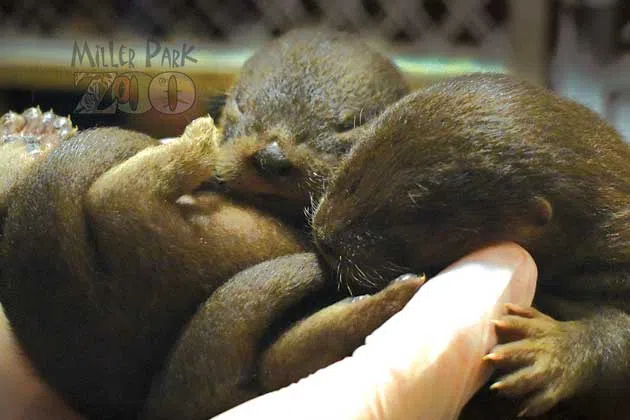 river otters